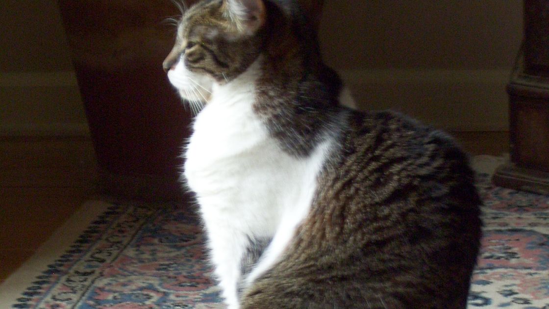 Odor Removal in Sarasota That Keeps Your Rugs Fresh and Clean