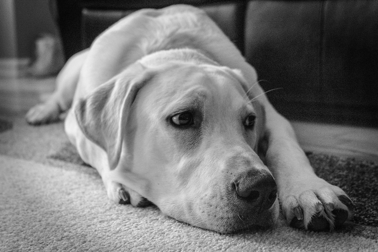 Pet Odor Removal in St Petersburg That Makes Your Home Feel Fresh Again