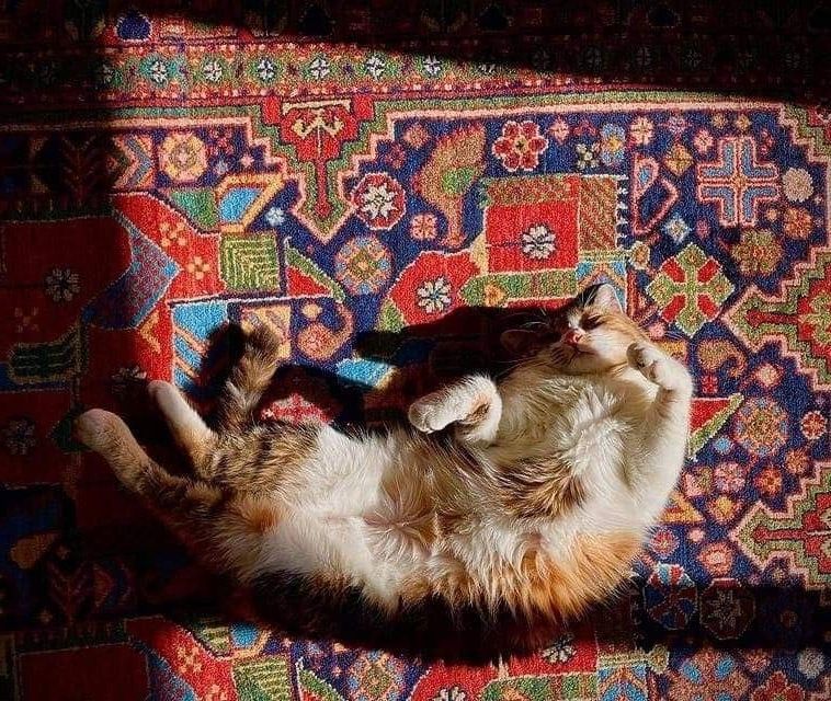 Pet Odor Removal in Sarasota That Makes Your Rugs Smell Fresh Again